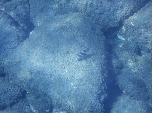 Horned Bream