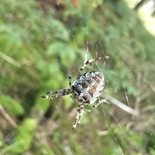 Cross Orbweaver