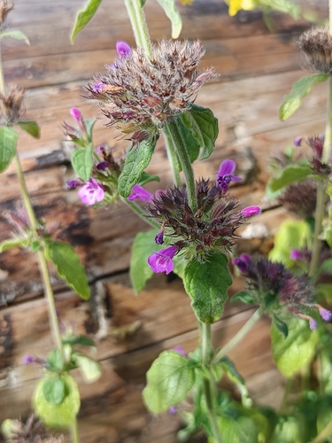 Wild Basil