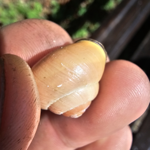 Brown-lipped Snail