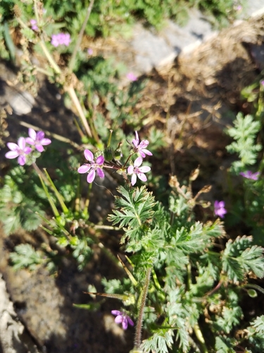Redstem Stork's-bill