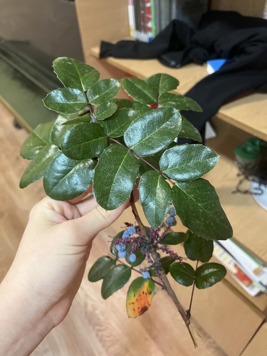 Oregon grape