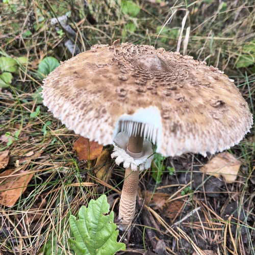 Parasol