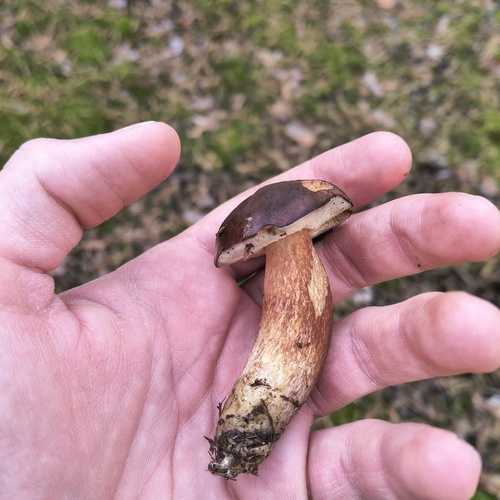 Bay Bolete