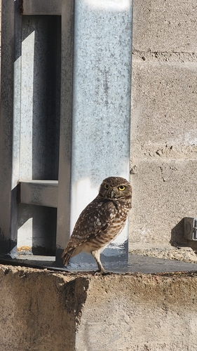 Burrowing Owl