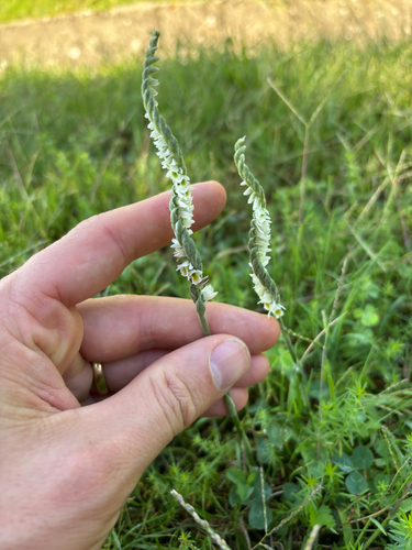 Autumn Ladies' Tresses