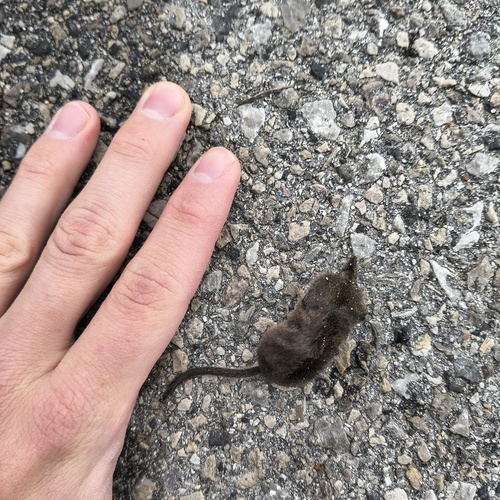Eurasian Pygmy Shrew