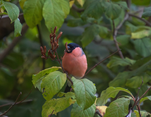 Eurasian Bullfinch