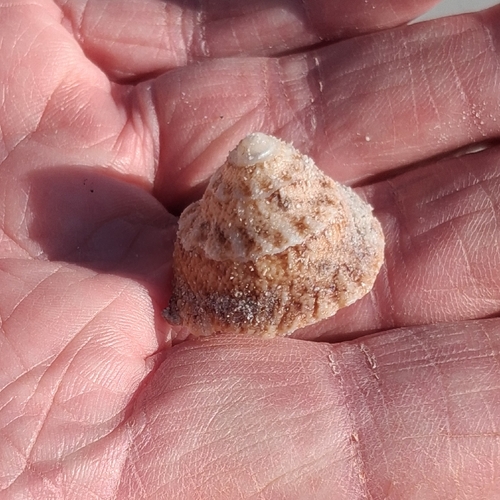 scaly small star