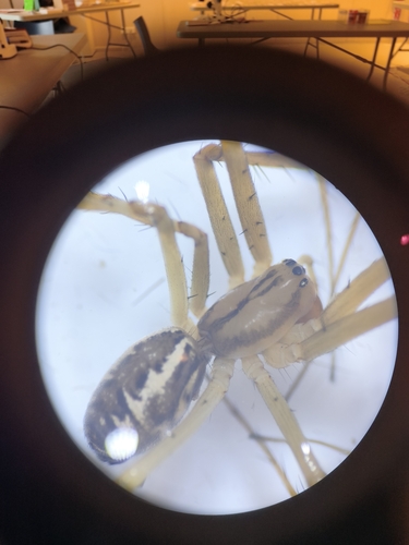 Common sheetweb spider
