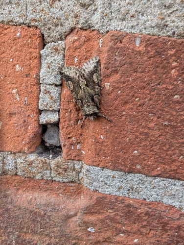 Green-brindled Crescent