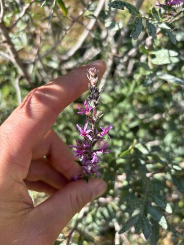 purple loosestrife
