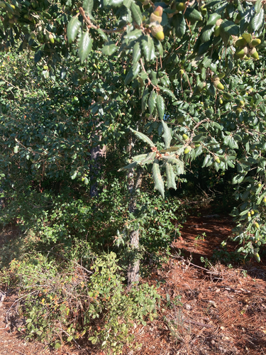 Quercus faginea broteroi