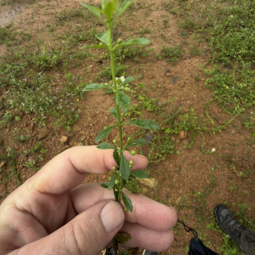 Licorice Weed