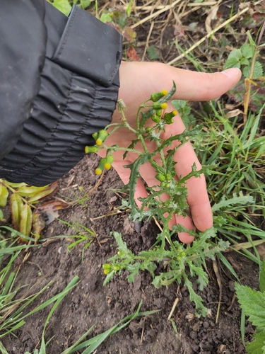 common groundsel