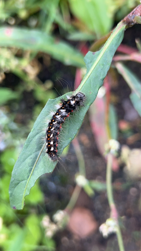 Knot Grass Moth
