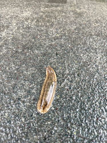 Cuban Leaf Slug