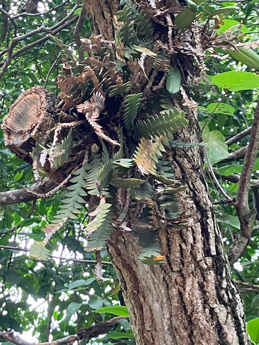 Dendrobium leonis