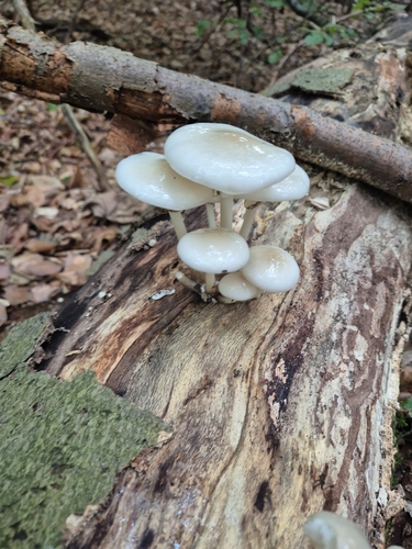 porcelain mushroom
