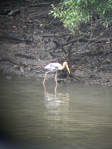 Milky × Painted Stork