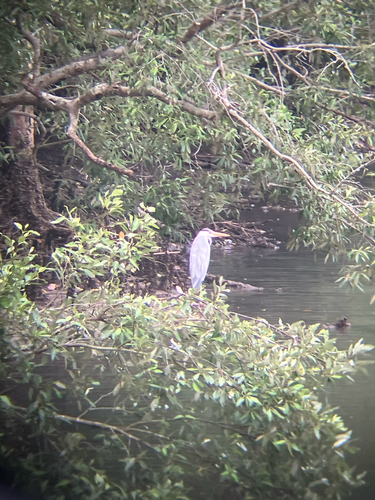 Grey Heron