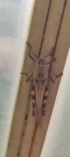 Egyptian Bird Grasshopper