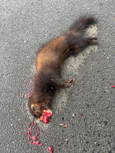 Western Polecat