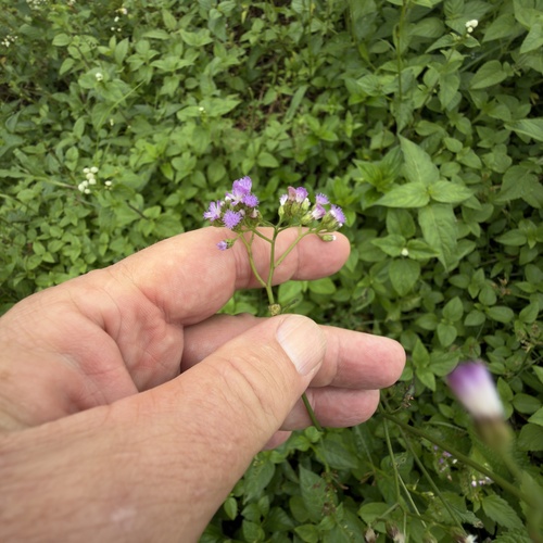 little ironweed