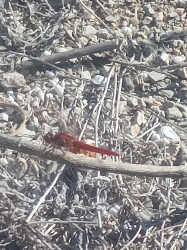 Broad Scarlet