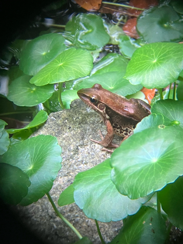 Guenther's Frog