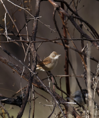Greater Whitethroat