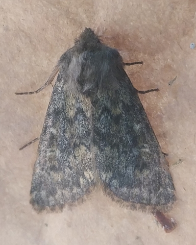 Brindled Ochre