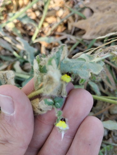 round-leaved fluellen