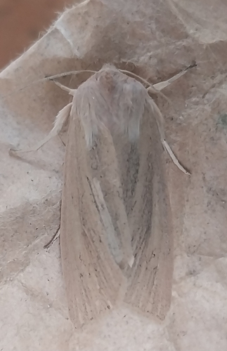 Large Wainscot Moth