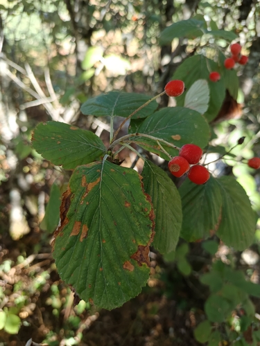 Whitebeam