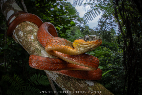 Black-headed Cat Snake