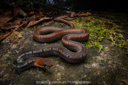 Black-headed Collared Snake