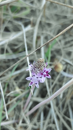 Autumn Squill