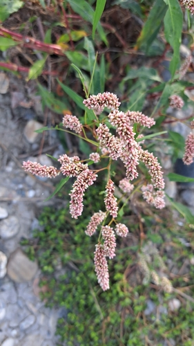 pale smartweed