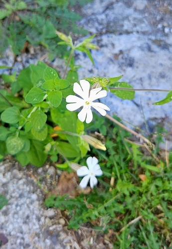 white campion