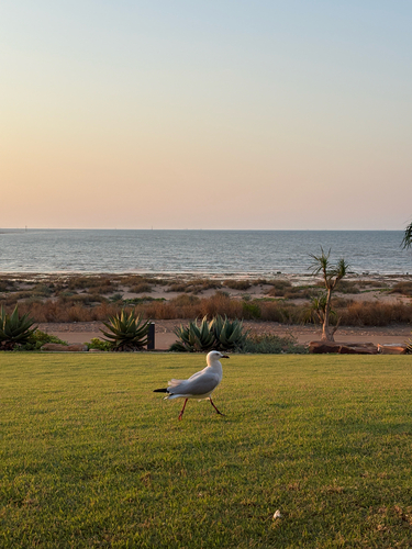 Silver Gull
