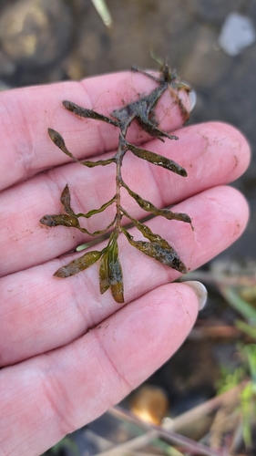 Curly-leaf Pondweed