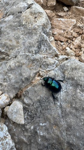 Springtime Dung Beetle