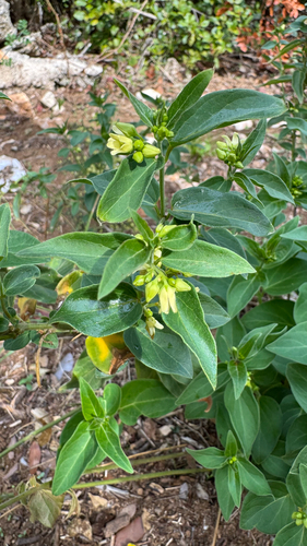 Swallow-wort