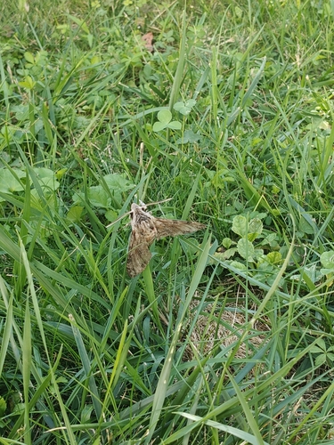 Convolvulus Hawkmoth