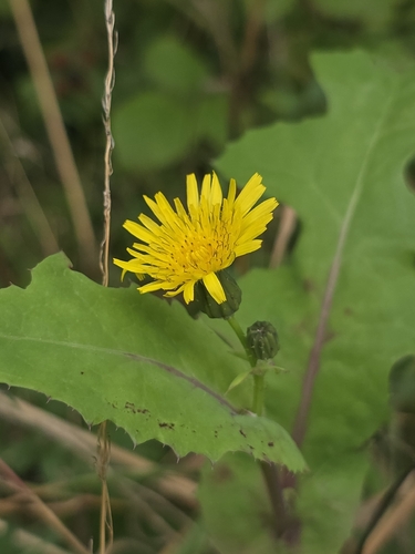 Common Sow-thistle