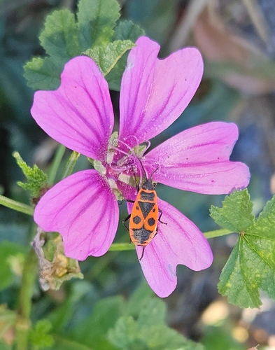 European Firebug