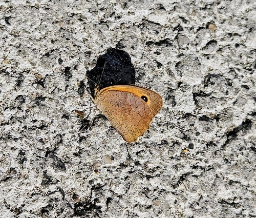 Meadow Brown