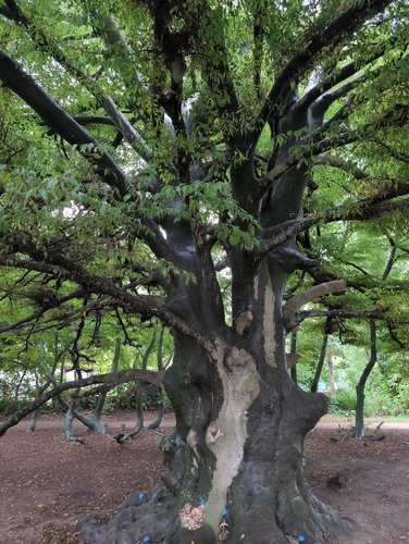 European beech