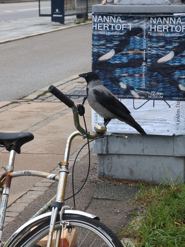 Hooded Crow